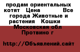 продам ориентальных котят › Цена ­ 5 000 - Все города Животные и растения » Кошки   . Московская обл.,Протвино г.